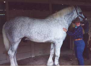 Titan-National Champion Shire