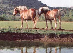 Big Bob and Little Nicky